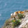 Lulworth Cove