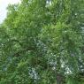 The London Plane tree, planted c1750