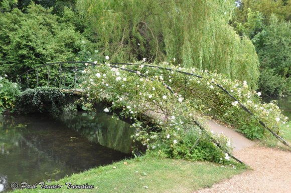 The 'Rose Bridge'