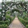 Rose archways