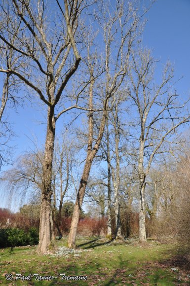 Winter Trees