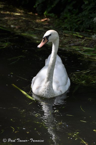 Swan