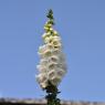 White Foxglove