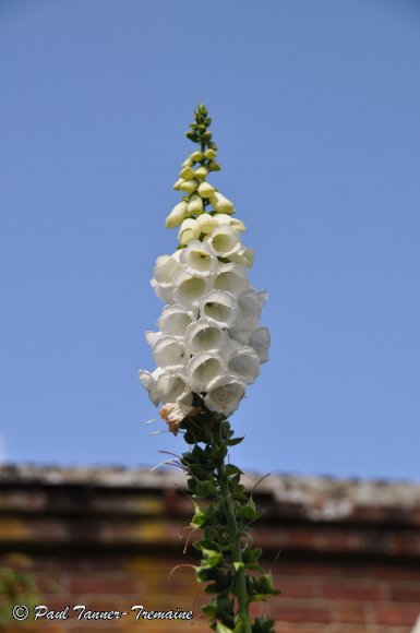 White Foxglove