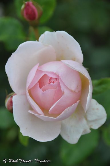 Pink Rose