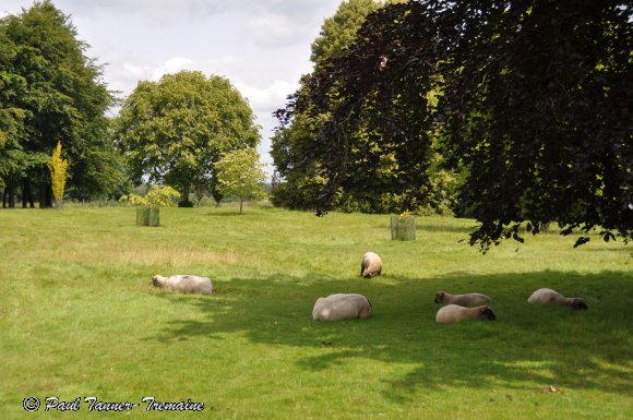 Resident sheep