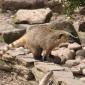 Banded Mongoose
