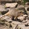 Banded Mongoose