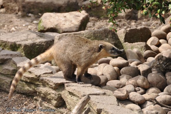 Banded Mongoose