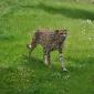 Cheetah