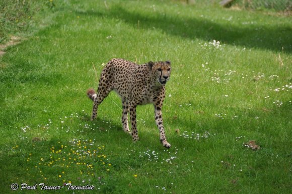 Cheetah