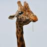 Giraffe chewing