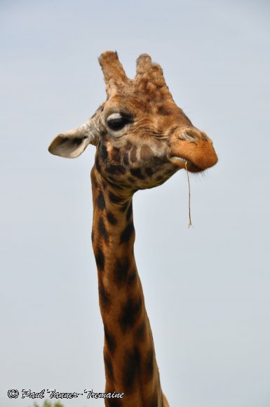 Giraffe chewing