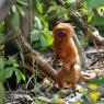 Golden Lion Tamarin 1