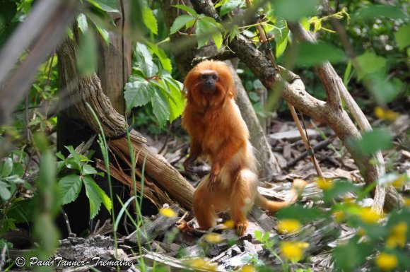 Golden Lion Tamarin 1