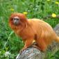 Golden Lion Tamarin 2