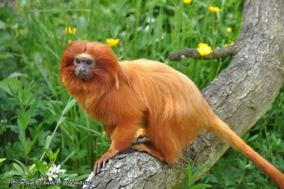 Golden Lion Tamarin 2