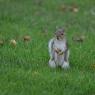 Grey Squirrel frontal