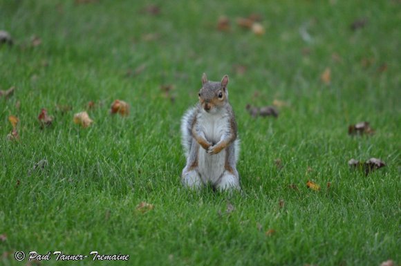 Grey Squirrel frontal