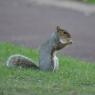 Grey Squirrel with acorn