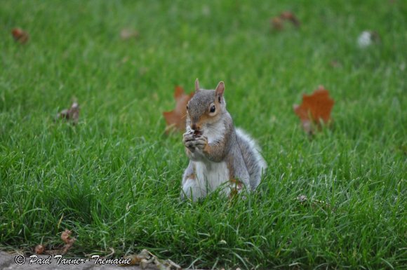 Grey Squirrel with nut