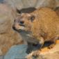 Hyrax or Rock Rabbit