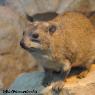 Hyrax or Rock Rabbit