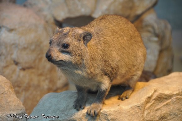 Hyrax or Rock Rabbit