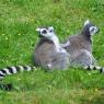 Lemurs