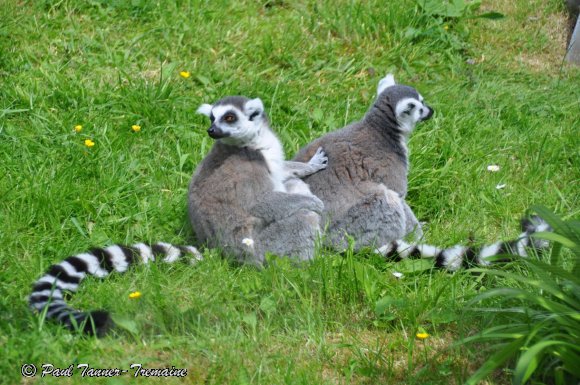 Lemurs