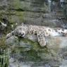 Snow Leopard