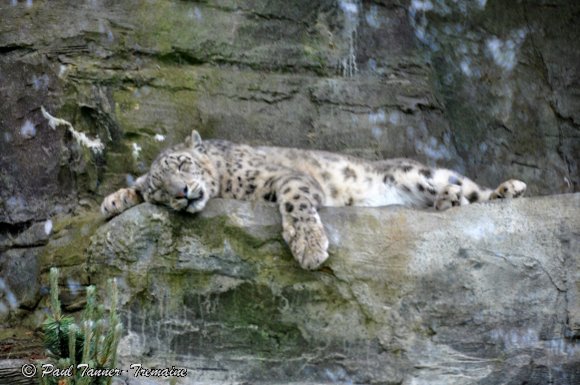 Snow Leopard