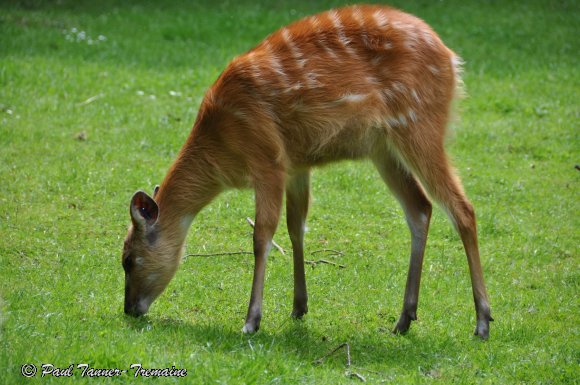 Young Deer