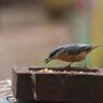 Nuthatch