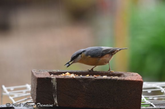 Nuthatch