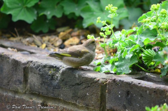 Chaffinch - female