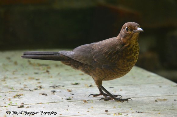 Blackbird - female