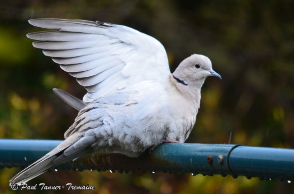 Collard Dove