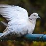 Collard Dove