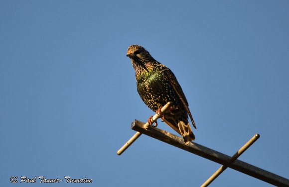 Starling