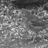 Blackbird - Young photographed at night