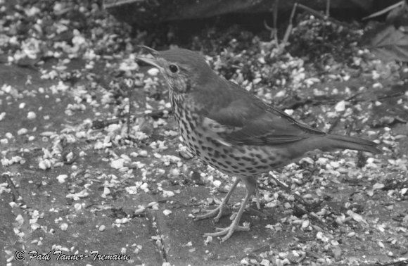 Blackbird - Young photographed at night