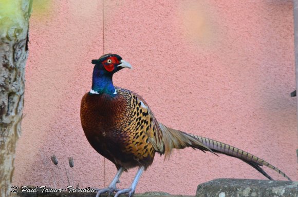 Pheasant