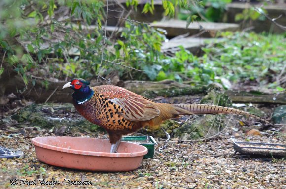 Pheasant