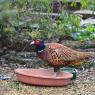 Pheasant