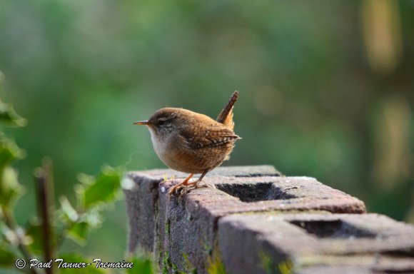 Wren