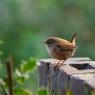 Wren