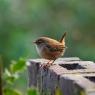 Garden Birds