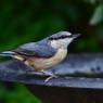 Nuthatch