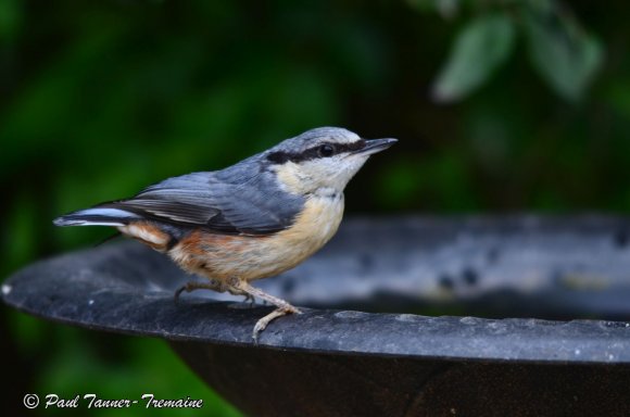 Nuthatch